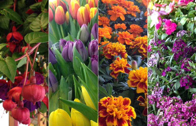 Spring Flowers